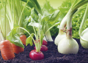 Agricultura Orgánica: Información actualizada del sector