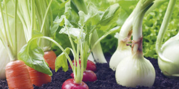 Agricultura Orgánica: Información actualizada del sector