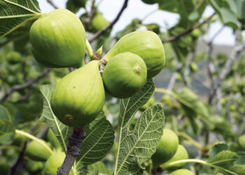 México espera un crecimiento entre 40 y el 50 por ciento en la producción de higos