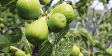 México espera un crecimiento entre 40 y el 50 por ciento en la producción de higos