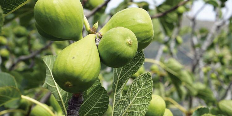 México espera un crecimiento entre 40 y el 50 por ciento en la producción de higos