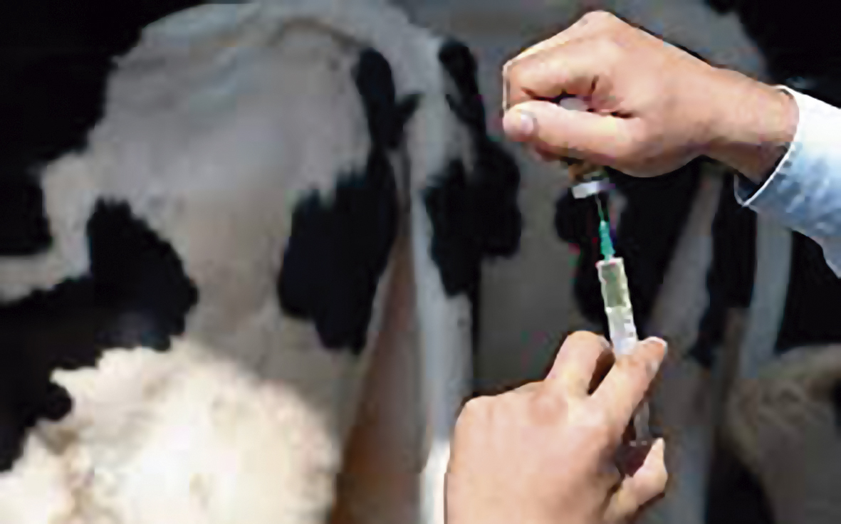 Antibióticos u hormonas de crecimiento para los animales de granja (ganado)