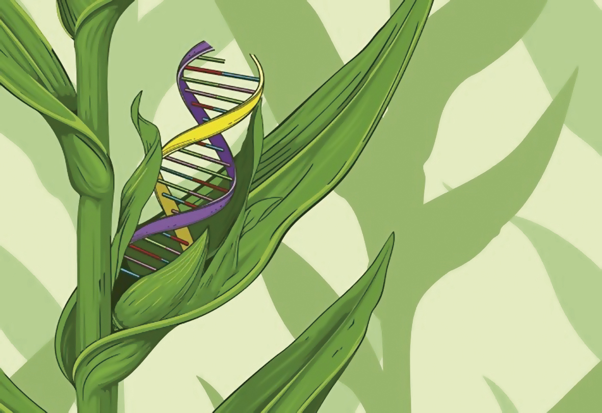 Usar tecnología genética para cambiar la composición genética (ingeniería genética) de los cultivos, que pueden mejorar la resistencia a enfermedades o plagas, o para mejorar el rendimiento.
