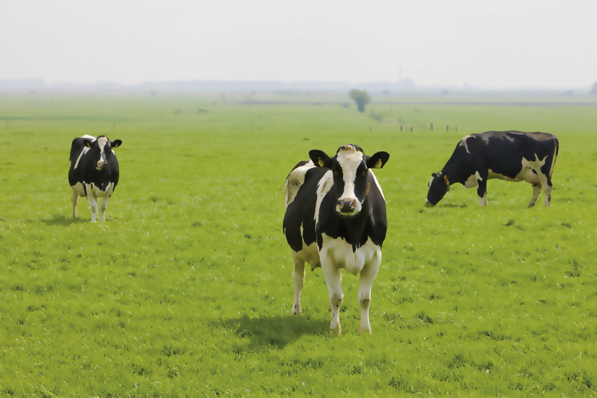 Alimentación con pasturas para satisfacer al menos el 30 % de las necesidades nutricionales de los animales de granja durante la temporada de pastoreo.