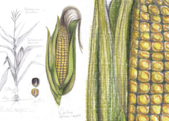 Estudio de la fertilización química y orgánica y su efecto en el cultivo de Maíz (Zea mays.), en una comuna