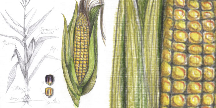 Estudio de la fertilización química y orgánica y su efecto en el cultivo de Maíz (Zea mays.), en una comuna