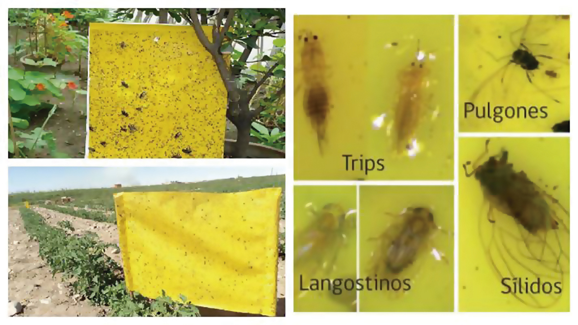 Insectos o trampas de insectos para controlar las plagas.