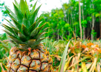 Manejo del Agroecosistema de Piña Cultivada Bajo Sombra en Villa Purificación, Jalisco, México