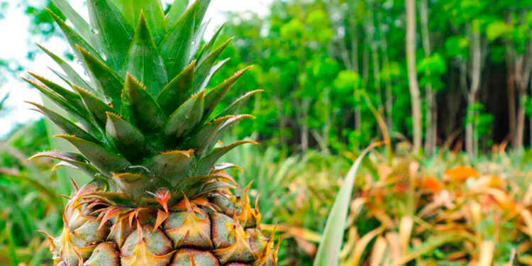 Manejo del Agroecosistema de Piña Cultivada Bajo Sombra en Villa Purificación, Jalisco, México