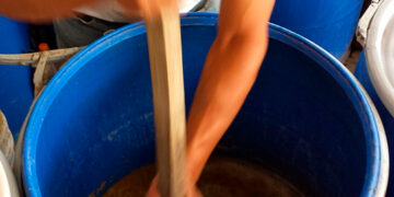 Cómo elaborar un Supermagro, el “súper” biofertilizante más elegido en producción orgánica