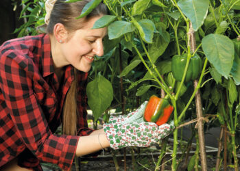 Estudian la eficacia del humus de lombriz en la productividad y calidad de los pimientos