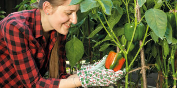 Estudian la eficacia del humus de lombriz en la productividad y calidad de los pimientos