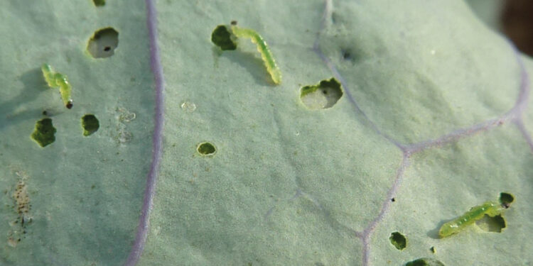 Manejo Orgánico de Plagas