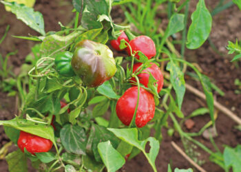 Aplicación de distintas formas de materia orgánica en un cultivo de pimiento desarrollado en suelo