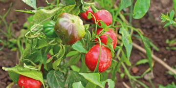 Aplicación de distintas formas de materia orgánica en un cultivo de pimiento desarrollado en suelo