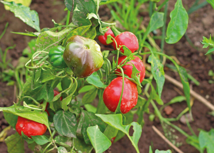 Aplicación de distintas formas de materia orgánica en un cultivo de pimiento desarrollado en suelo