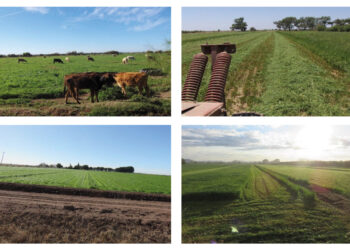 RYE GRASS. Demostración gráfica para establecer una pradera de ballico italiano Lolium multiflorum con riego agrícola, implementando un paquete tecnológico y prácticas agronómicas sostenibles. (1ra.Parte)