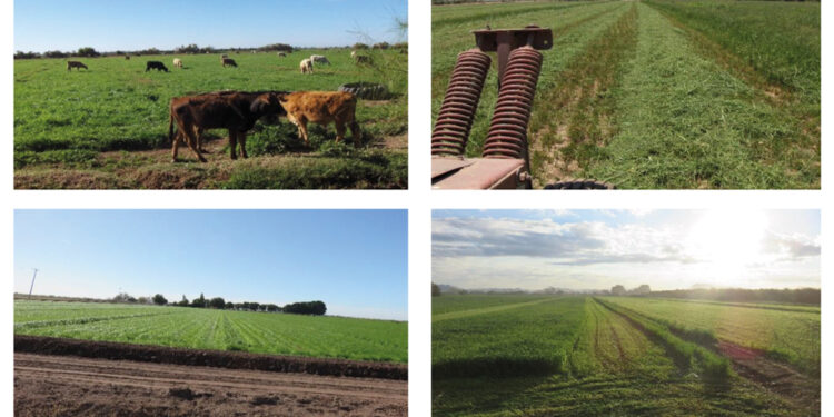 RYE GRASS. Demostración gráfica para establecer una pradera de ballico italiano Lolium multiflorum con riego agrícola, implementando un paquete tecnológico y prácticas agronómicas sostenibles. (1ra.Parte)