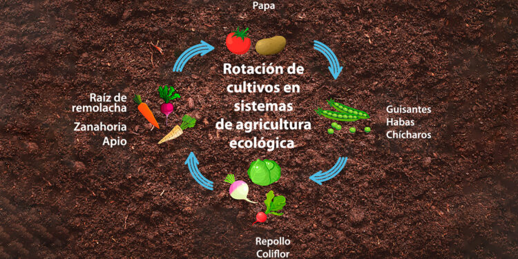 Rotación de cultivos en sistemas de agricultura ecológica
