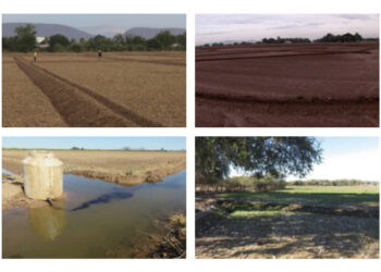 RYE GRASS. Demostración gráfica para establecer una pradera de ballico italiano, implementando prácticas agronómicas sostenibles. (2da. Y última parte)