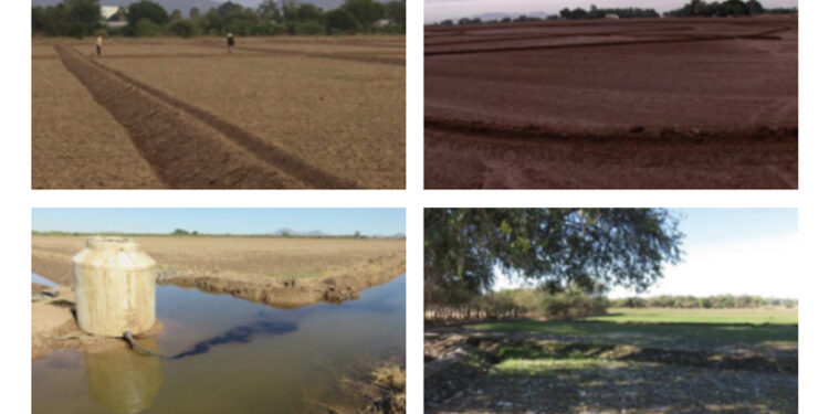 RYE GRASS. Demostración gráfica para establecer una pradera de ballico italiano, implementando prácticas agronómicas sostenibles. (2da. Y última parte)