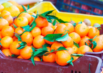 Rotación de cultivos en sistemas de agricultura ecológica