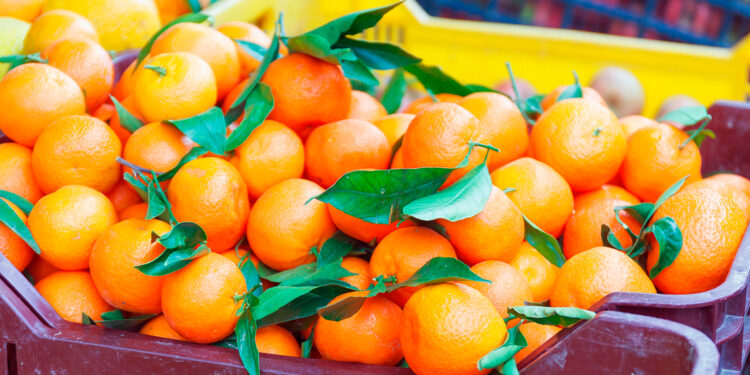 Rotación de cultivos en sistemas de agricultura ecológica