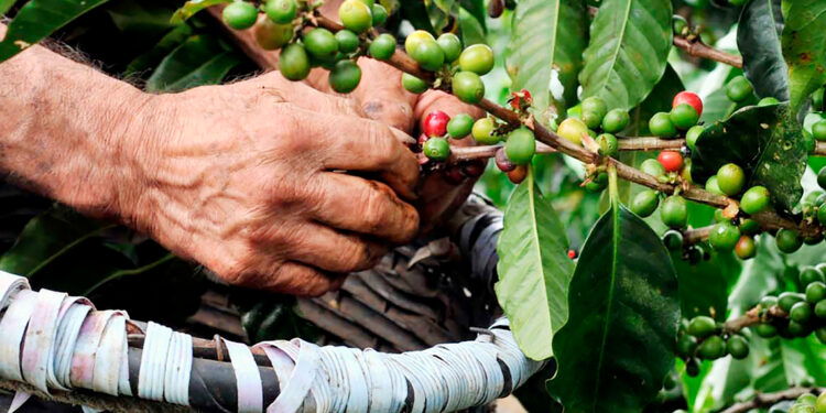 Valorar mi café gracias a la certificación orgánica