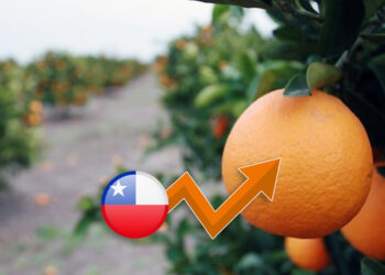 Chile será uno de los pocos países que verá aumento de cosecha de mandarinas en esta temporada