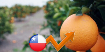 Chile será uno de los pocos países que verá aumento de cosecha de mandarinas en esta temporada