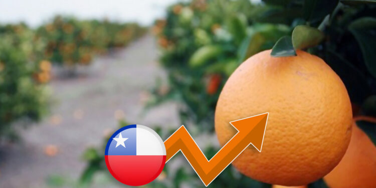 Chile será uno de los pocos países que verá aumento de cosecha de mandarinas en esta temporada