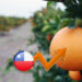 Chile será uno de los pocos países que verá aumento de cosecha de mandarinas en esta temporada