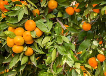 El cultivo del mandarino