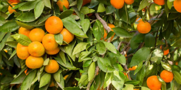 El cultivo del mandarino