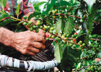 ¿Por qué es importante la producción de café orgánico?