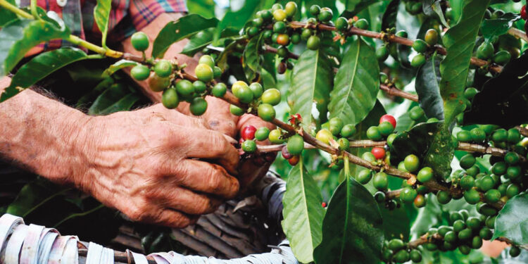 ¿Por qué es importante la producción de café orgánico?