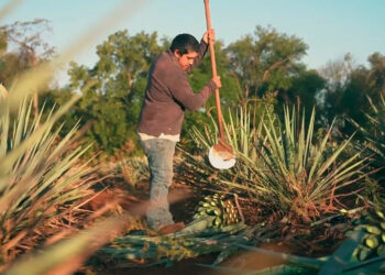 Prácticas agroecológicas en Agave tequilana Weber bajo dos sistemas de cultivo en Tequila, Jalisco