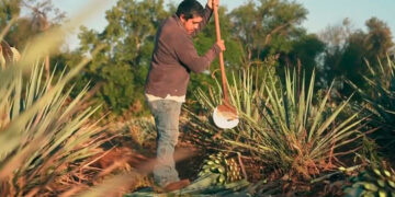 Prácticas agroecológicas en Agave tequilana Weber bajo dos sistemas de cultivo en Tequila, Jalisco