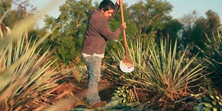 Prácticas agroecológicas en Agave tequilana Weber bajo dos sistemas de cultivo en Tequila, Jalisco