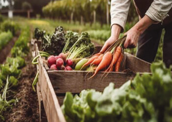 El futuro de los alimentos orgánicos en el mundo