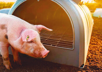 Tecnologías para producir biogás con un biorreactor porcino (2da. Parte)