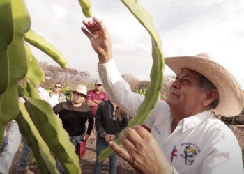 En la Mixteca Oaxaqueña promueven el cultivo sustentable de la pitahaya