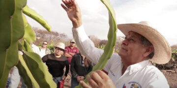 En la Mixteca Oaxaqueña promueven el cultivo sustentable de la pitahaya