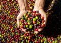 México: líder en producción y exportación de café orgánico
