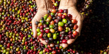 México: líder en producción y exportación de café orgánico