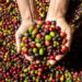 México: líder en producción y exportación de café orgánico