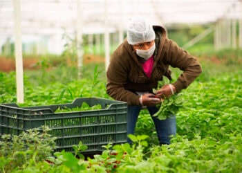 México: Líder mundial en producción de alimentos orgánicos certificados
