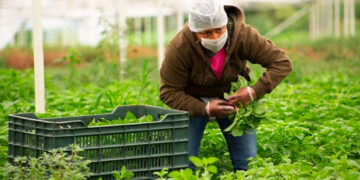 México: Líder mundial en producción de alimentos orgánicos certificados