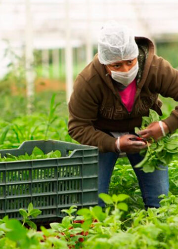 México: Líder mundial en producción de alimentos orgánicos certificados