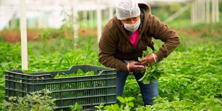 México: Líder mundial en producción de alimentos orgánicos certificados